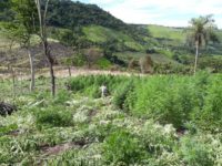 Operação Amambay I destrói 300 toneladas de maconha
