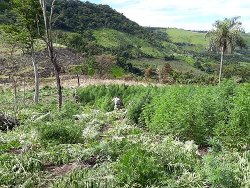Operação Amambay I destrói 300 toneladas de maconha
