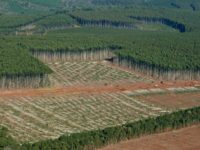 Com aumento expressivo da produção de celulose, eucalipto passa a contribuir com Fundersul