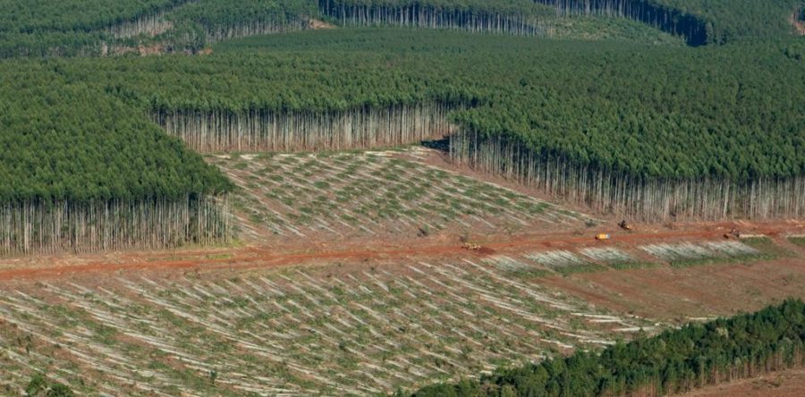 Com aumento expressivo da produção de celulose, eucalipto passa a contribuir com Fundersul