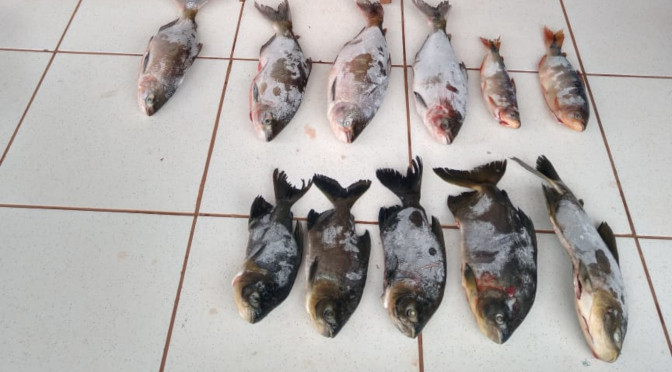 Polícia Militar Ambiental prende e autua mineiro em R$ 21 mil por transportar pescado proibido