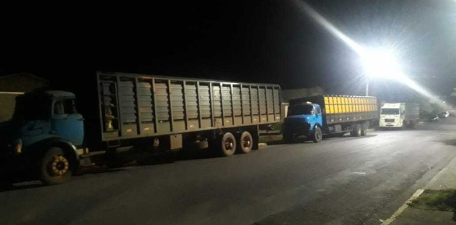 PMA APREENDE 3 CAMINHÕES COM 67 CABEÇAS DE GADO FURTADOS