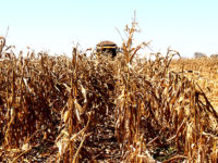 COLHEITA DO MILHO EM MS TEM ESTIMATIVA DE SAFRA RECORDE