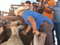 VACINAÇÃO CONTRA AFTOSA SE ENCERRA E ATUALIZAÇÃO DOS DADOS DA PROPRIEDADE E REBANHO CONTINUAM