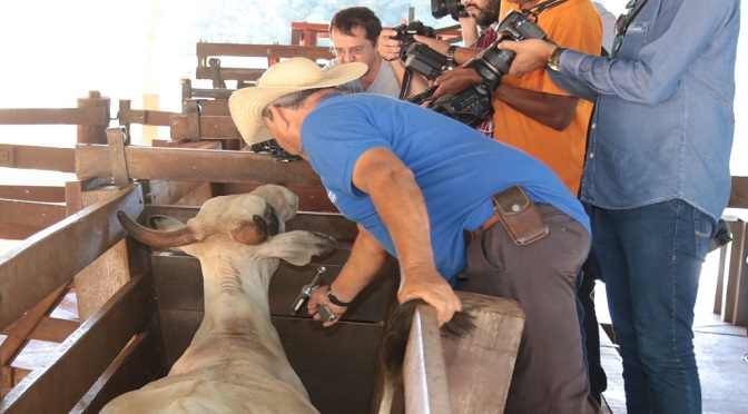 VACINAÇÃO CONTRA AFTOSA SE ENCERRA E ATUALIZAÇÃO DOS DADOS DA PROPRIEDADE E REBANHO CONTINUAM
