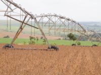 SAFRA RECORDE DE GRÃOS DEVE CHEGAR A MAIS DE 240 MILHÕES DE TONELADAS