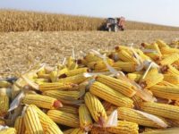 EXPORTAÇÕES EM MS ATINGEM US$ 3 BI COM DESTAQUE PARA CELULOSE, MILHO E CARNE BOVINA