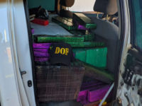 DOF PRENDE MAIS DE 1,3 TONELADAS DE MACONHA