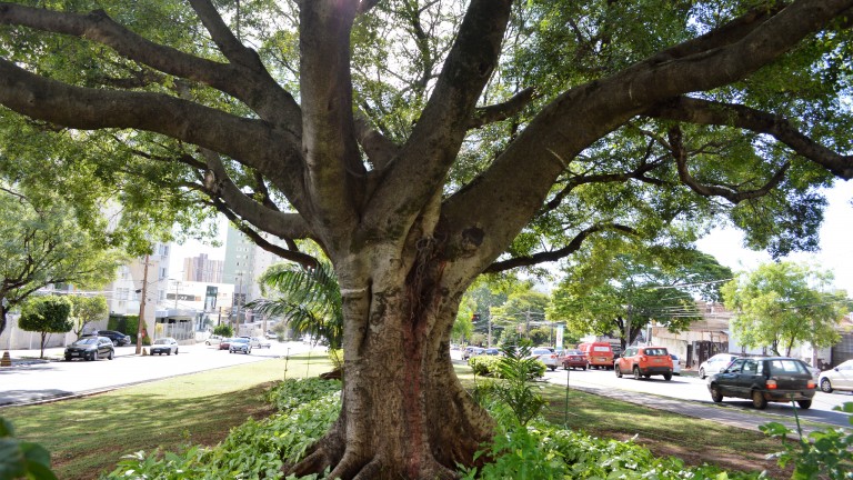 PREFEITURA TOMBA CANTEIROS CENTRAIS E ÁRVORES DA AVENIDA AFONSO PENA