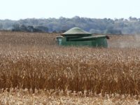 SAFRA RECORDE DO MILHO PODE SUPERAR 11 MILHÕES DE TONELADAS