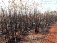 PMA AUTUA USINA POR INCÊNDIO EM LAVOURA DE CANA-DE-AÇÚCAR SEM AUTORIZAÇÃO