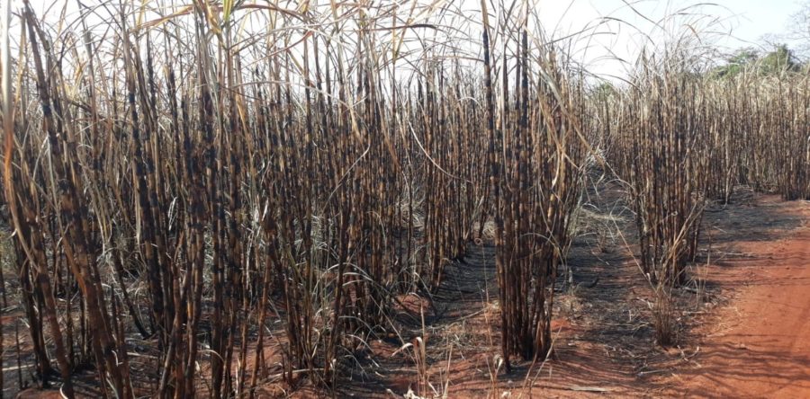 PMA AUTUA USINA POR INCÊNDIO EM LAVOURA DE CANA-DE-AÇÚCAR SEM AUTORIZAÇÃO