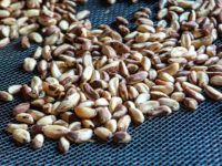 ARÁBIA SAUDITA ANUNCIA COMPRA DE FRUTAS, CASTANHAS E OVOS DO BRASIL