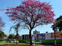 PRIMAVERA PROMETE SER QUENTE E CHUVOSA NO MATO GROSSO DO SUL