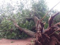 VENDAVAL E CHUVA FORTE CAUSAM TRANSTORNOS EM TRÊS LOGOAS