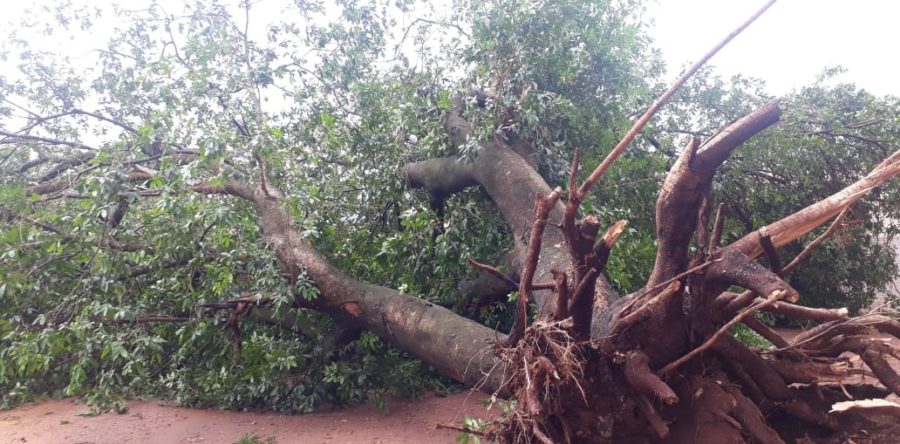 VENDAVAL E CHUVA FORTE CAUSAM TRANSTORNOS EM TRÊS LOGOAS