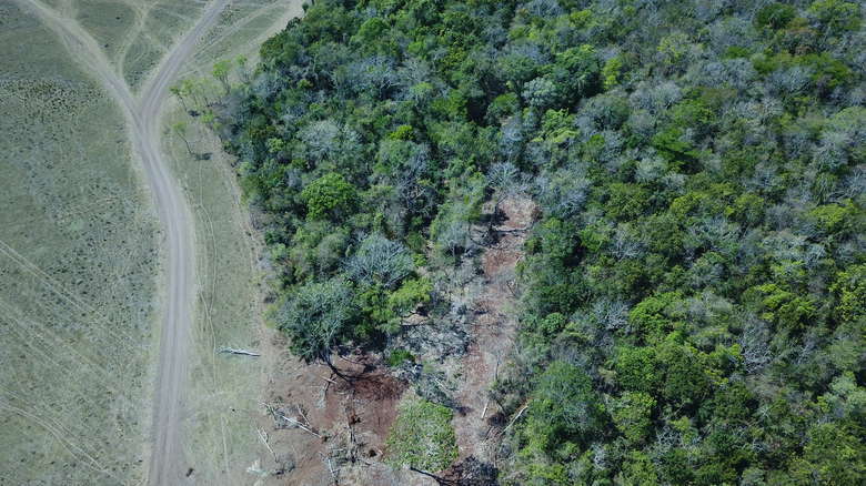 HOMEM É MULTADO EM 26 MIL APÓS ABRIR ESTRADA EM ÁREA PROTEGIDA