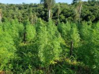 DURANTE BUSCAS POR FUGITIVOS, POLÍCIA DESTRÓI PLANTAÇÃO DE MACONHA NA FRONTEIRA