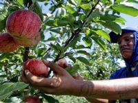 COLHEITA DA MAÇÃ EM SC E RS DEVE GERAR MAIS DE 5 MIL POSTOS DE EMPREGOS PARA OS ÍNDIOS DE MATO GROSSO DO SUL