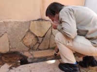 OPERAÇÃO MOSQUITO ZERO FINALIZA COM MAIS DE 40 MIL IMÓVEIS TRABALHADOS E ORIENTAÇÕES SOBRE COVID-19