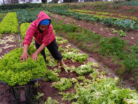 PRORROGADO FINANCIAMENTO DO CRÉDITO RURAL DA AGRICULTURA FAMILIAR